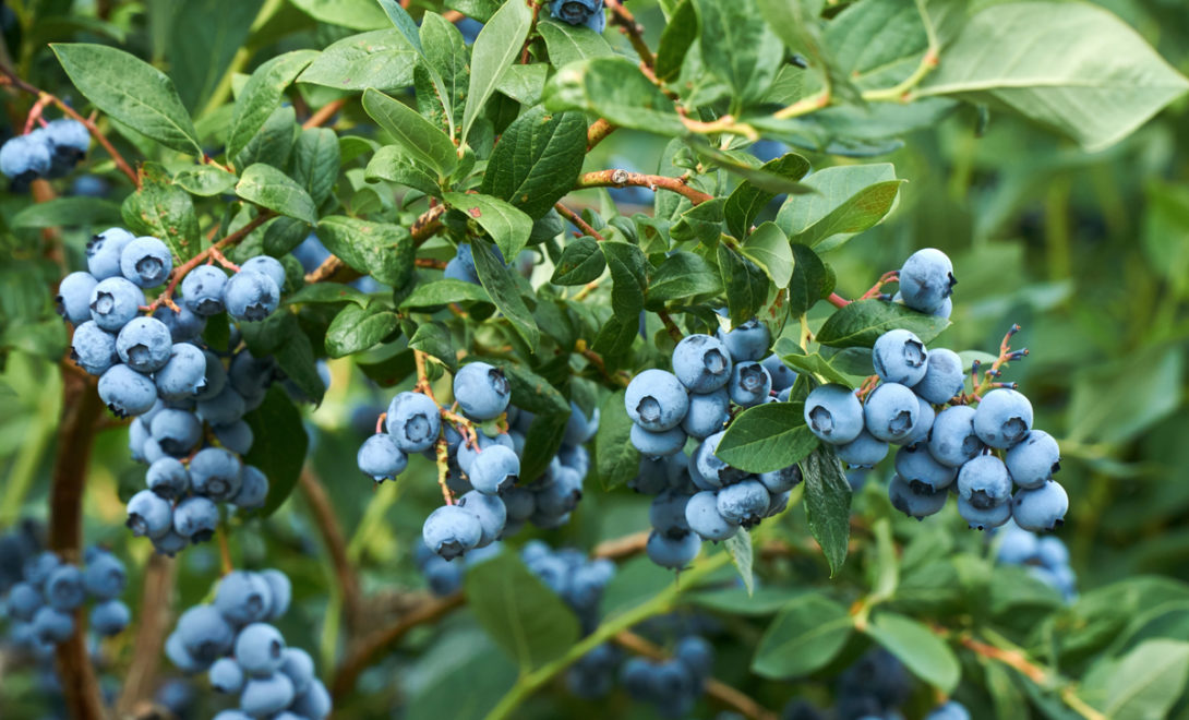 Fresh organic blueberrys on the bush. Vivid colors.
