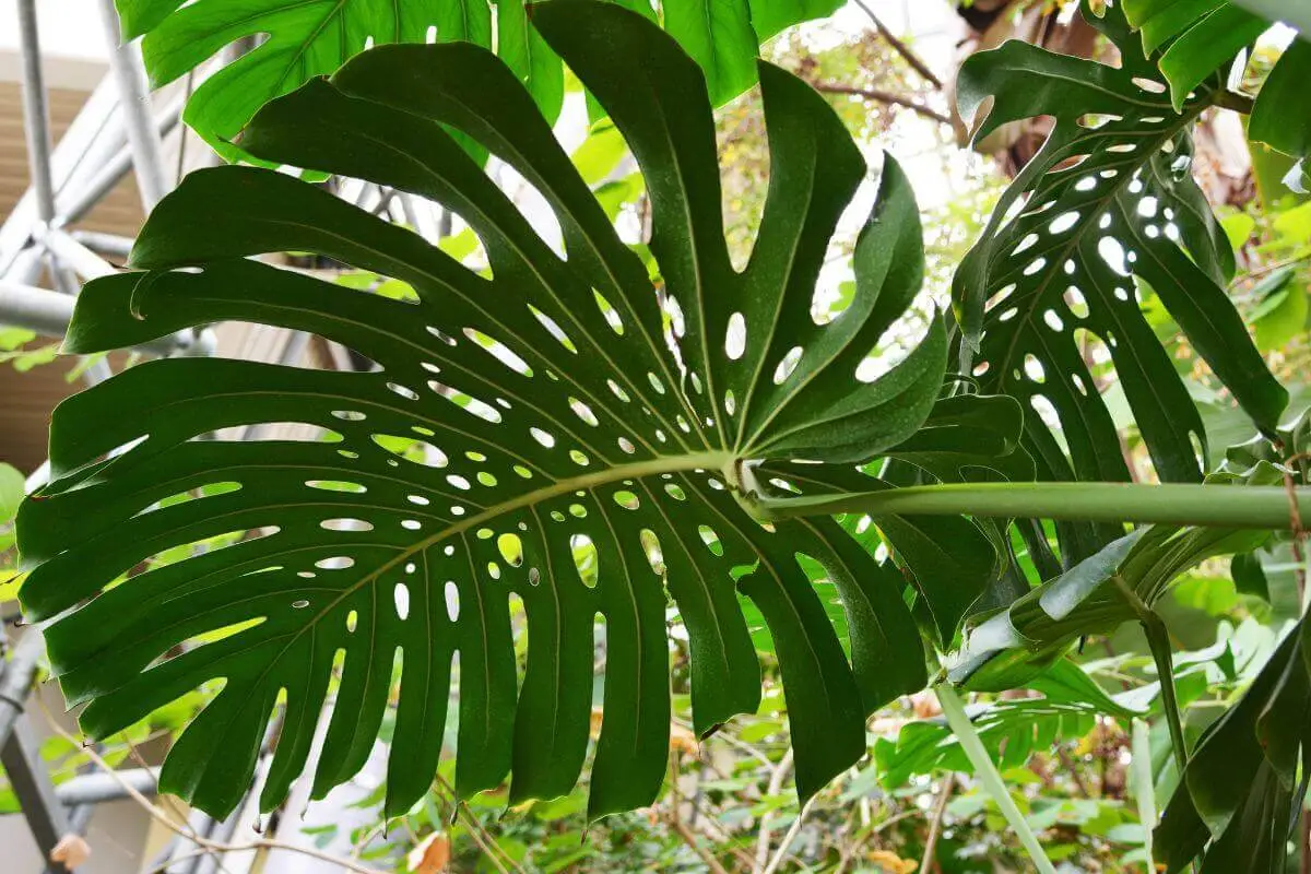 monstera-deliciosa-1