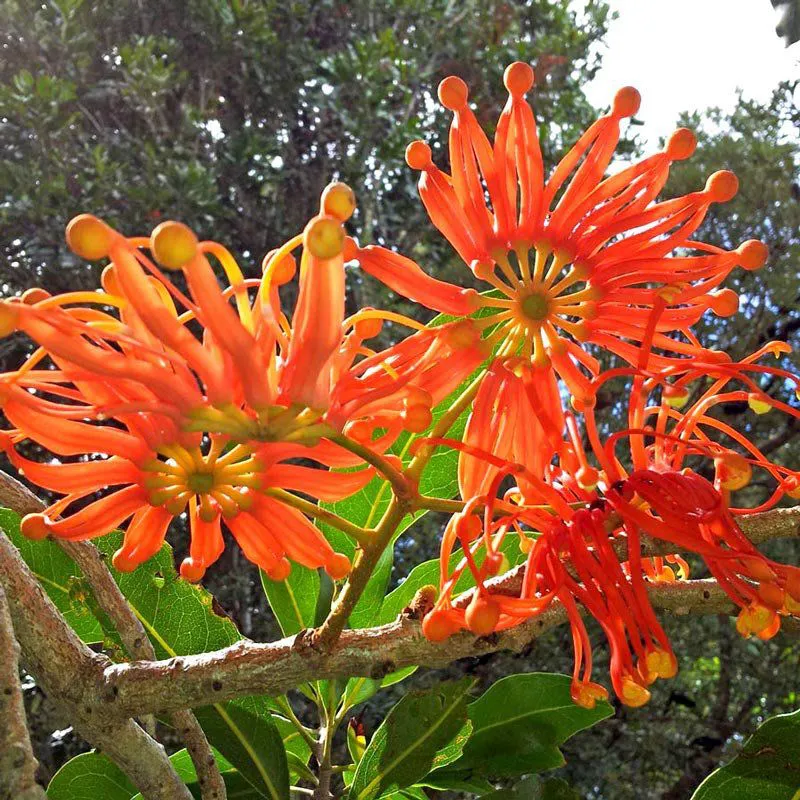 muda_da_arvore_roda_de_fogo_com_150cm_stenocarpus_sinuatus_30_1_20190611093652