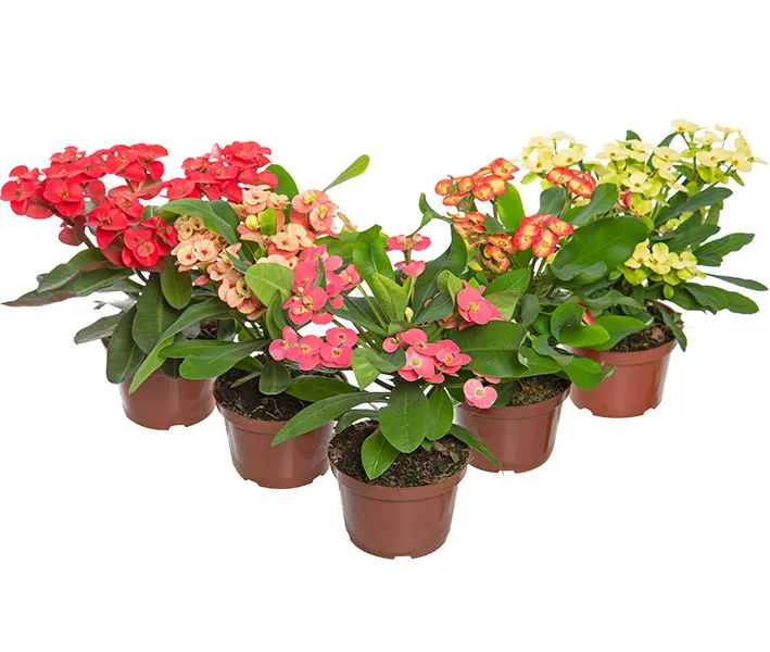 muda_de_coroa_de_cristo_pote_11_miliana_cactus_euphorbia_milii_18299_3_9bf0133f45723a6c1bb3c265e51d97f9