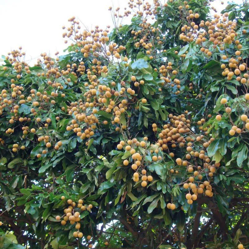 muda_de_longan_alporquia_ja_produz_552_4_20190611093600