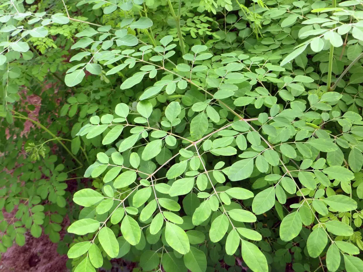 muda_de_moringa_feita_de_semente_55cm_6955_1_20220412114312