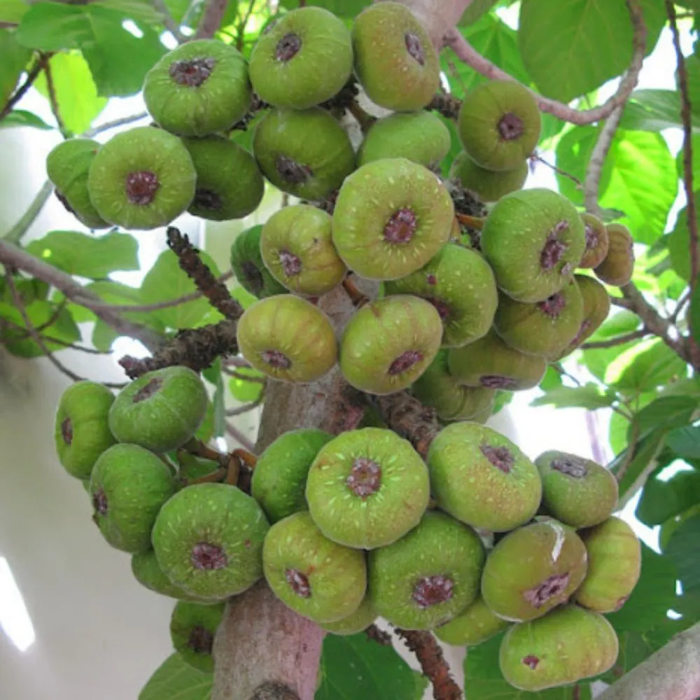 muda_figueira_chilena_ficus_auriculata_com_1_00_metro_de_altura_1113_1_3f0dafc33708995da4c1091115096f23