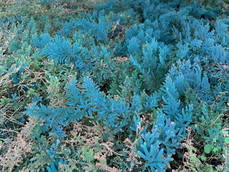 musgo-azul-selaginella-willdenowii-1