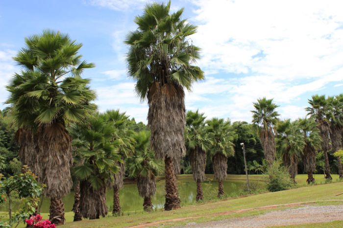 palmeira-washingtonia-robusta_2nd