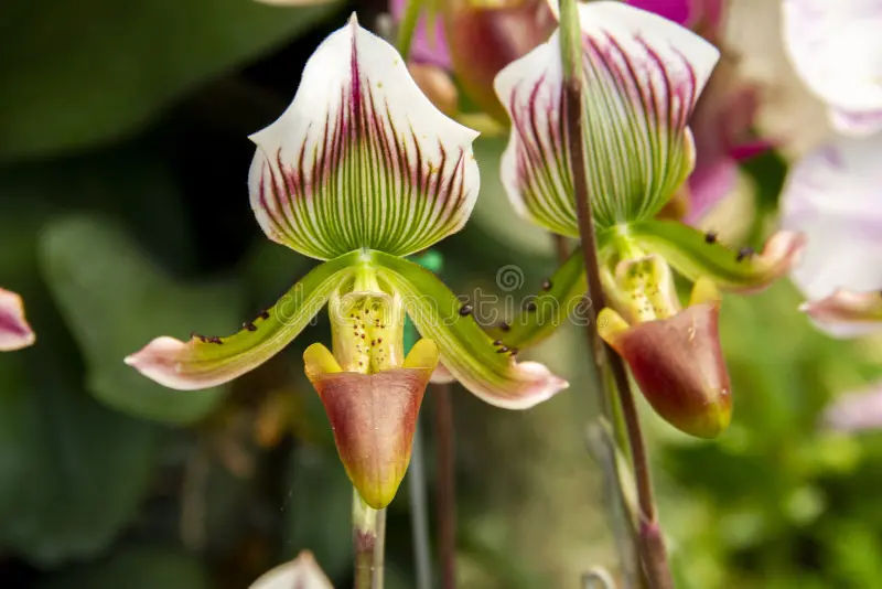 paphiopedilum-insigne-f-sanderae-flor-verde-vermelha-e-branca-de-orquÃdea-exótica-insigf-268817067