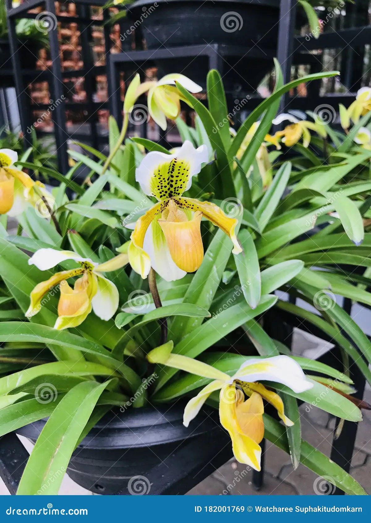 paphiopedilum-insigne-orquÃdeas-as-flores-da-orquÃdea-do-estão-florescendo-182001769