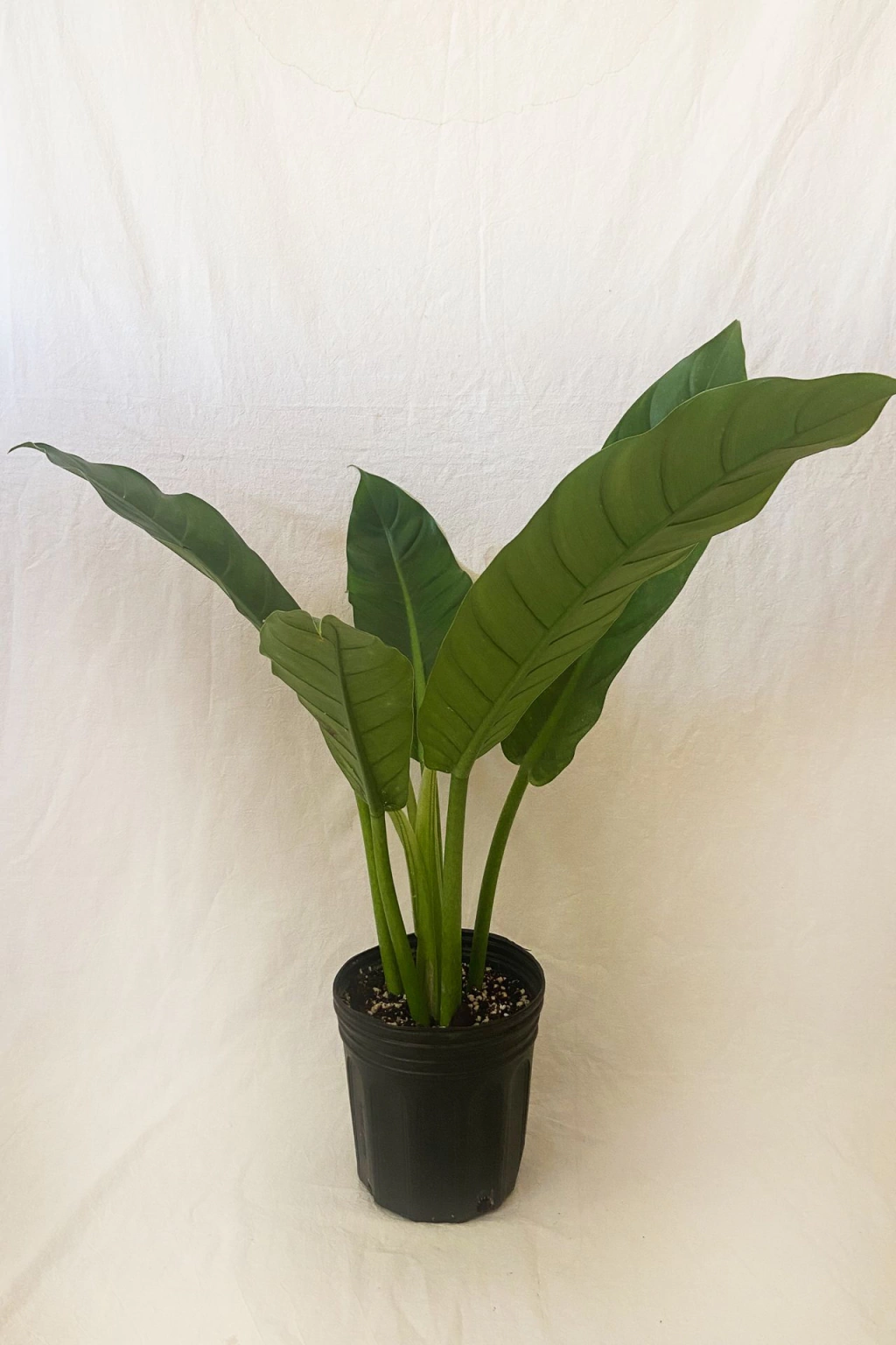 planta-philodendron-auriculatum1-9c6bb16b8f82ec0dbd16854645270505-1024-1024