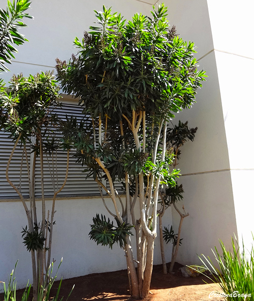 pleomele-verde-dracena-reflexa-1-1