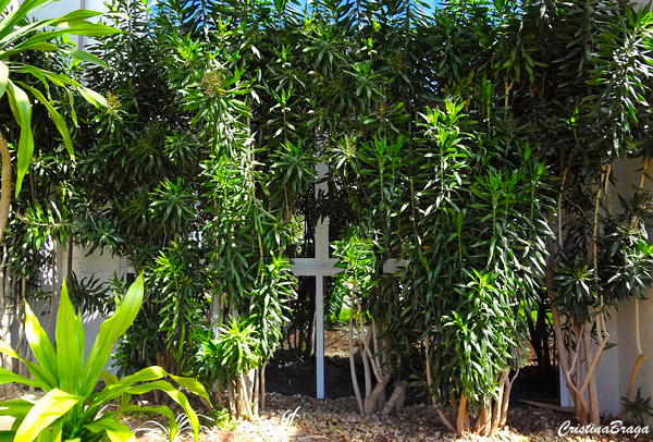 pleomele-verde-dracena-reflexa-1-3