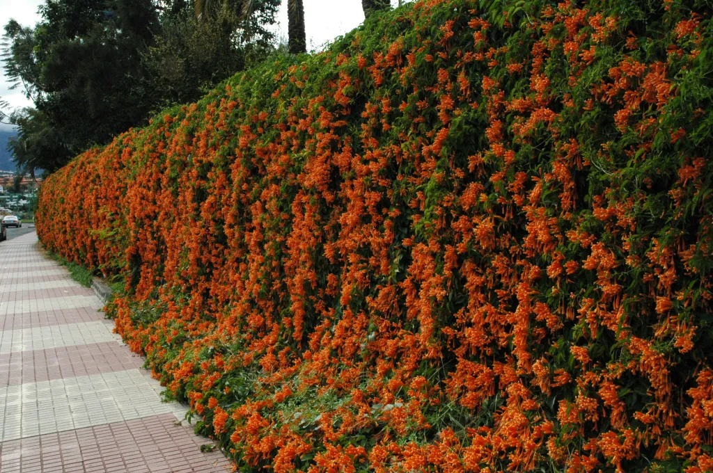 pyrostegia-venusta.-tenerife.-b