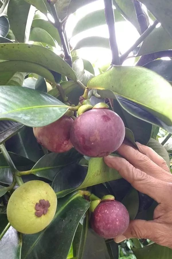 saiba-como-plantar-a-arvore-de-mangostin_5