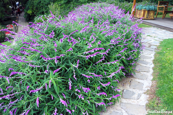 salvia-bicolor-salvia-leucantha-