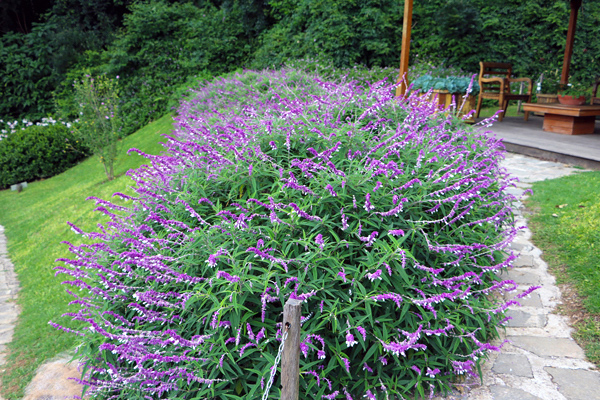 salvia-bicolor-salvia-leucantha-1-1