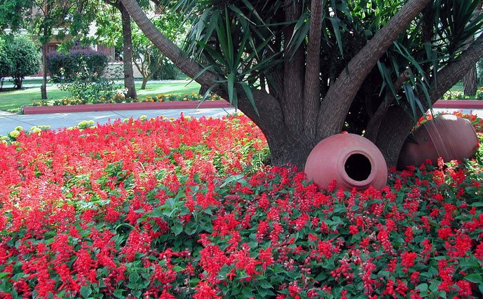 salvia-splendens-20