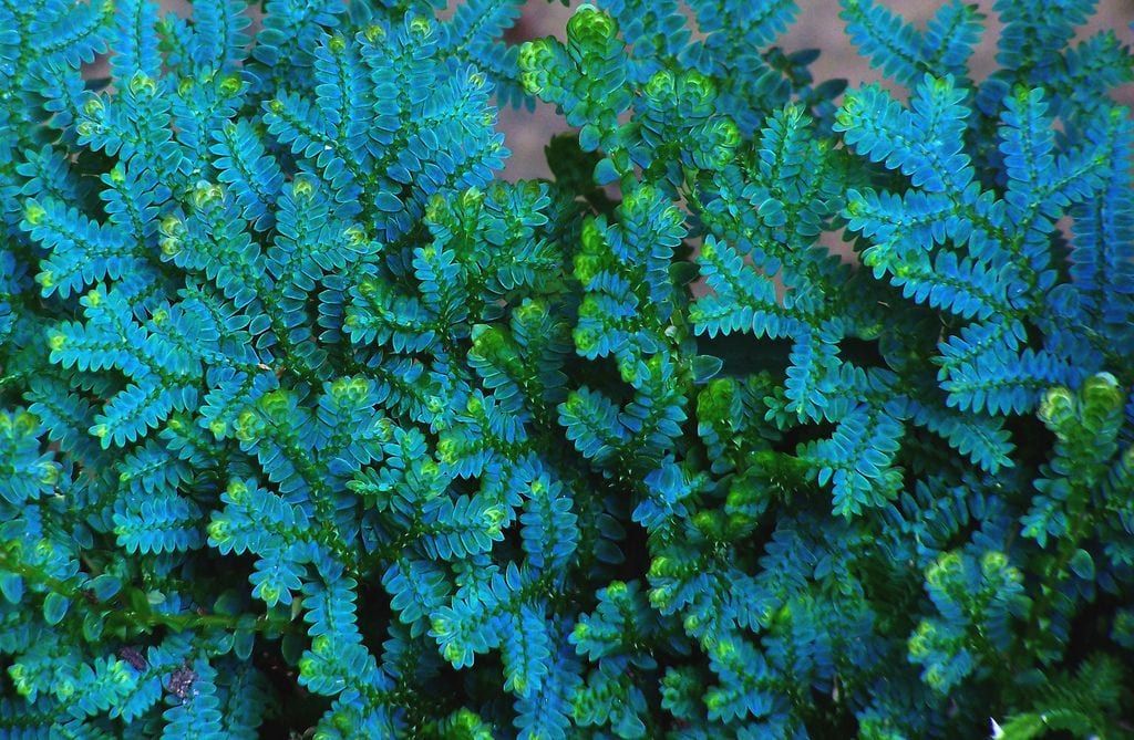 samambaia-azul-um-tipo-de-samambaia-colorida-otima-para-decorar-2