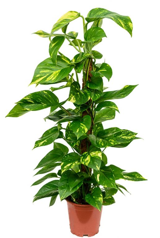 scindapsus_aureus_plant