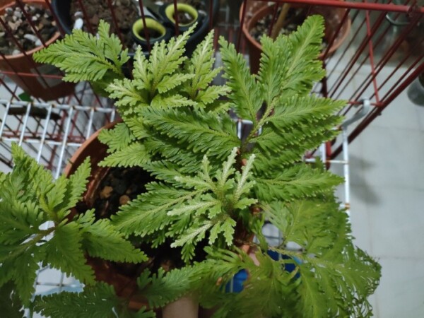 selaginella_umbrosa_1724158243_bb6d1343_progressive