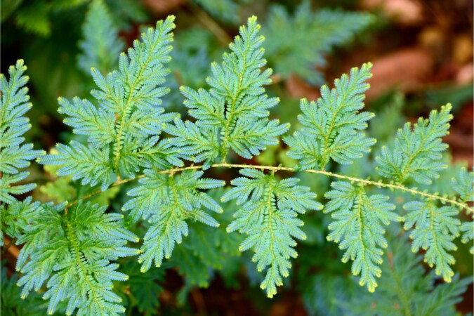 selaginellaumbrosa_7760951034523269 (1)