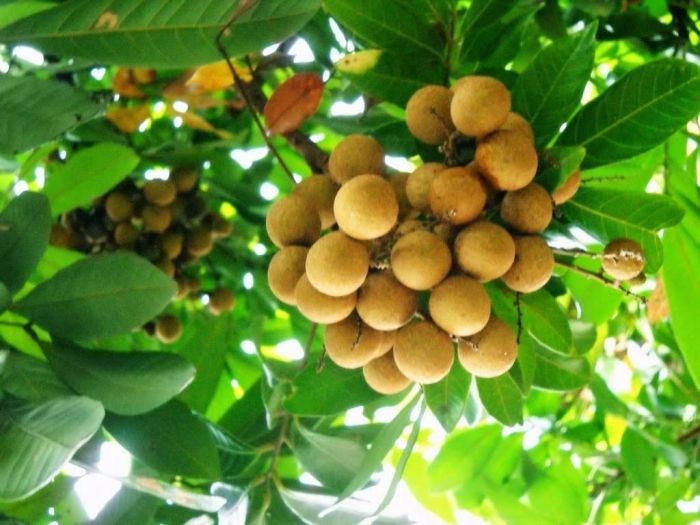 sementes-olho-de-dragao-dimocarpus-longan_2nd