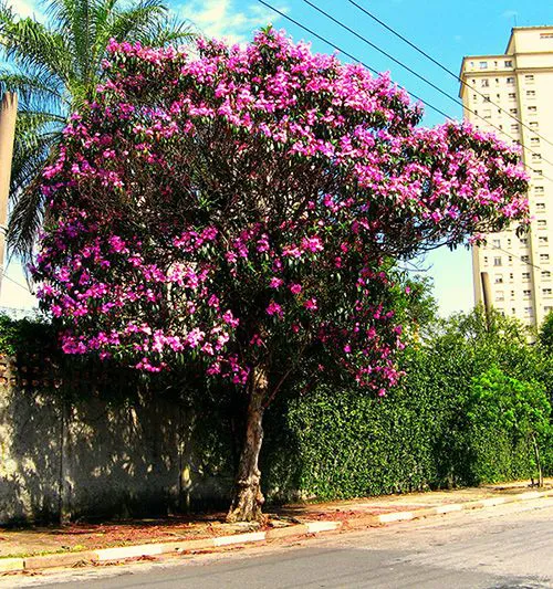 sementes_de_quaresmeira_tibouchina_granulosa_mundo_das_sementes_563_3_20220221221435