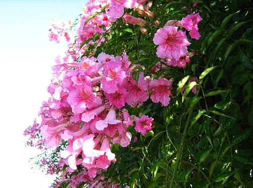sete_leguas
