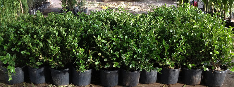 viburno-2_site