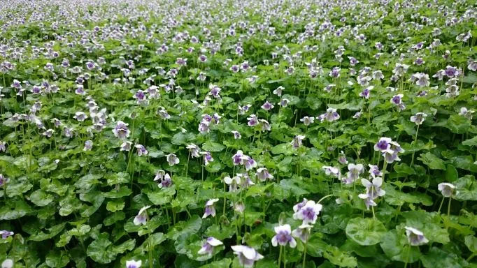 viola-hederacea-2