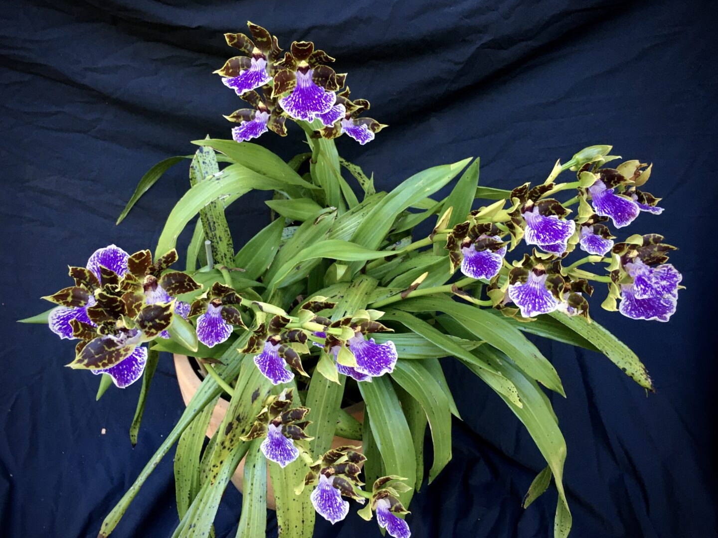 zygopetalum-mackayi-1