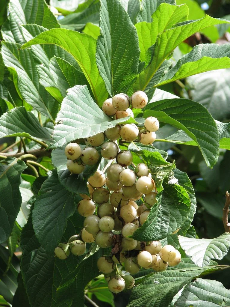 babosa-branca-cordia-superba-2_2nd