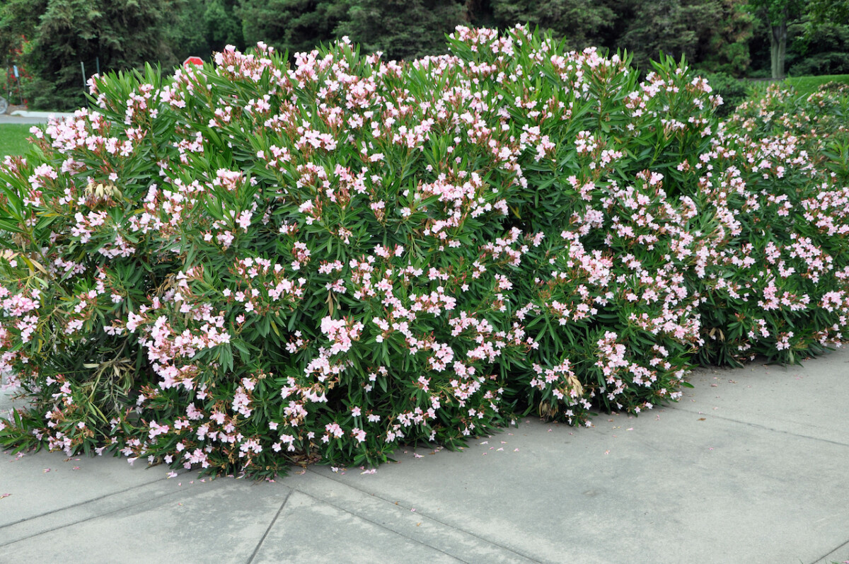 Pink Dwarf Oleander