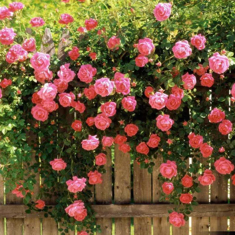 muda_de_mini_rosa_trepadeira_616_1_20190611093643