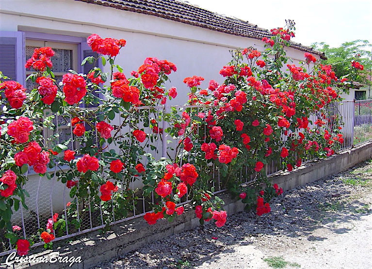rosa-trepadeira-