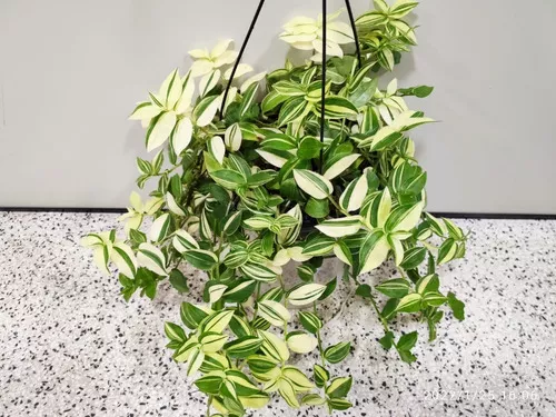 D_NQ_NP_795722-MLB73387872493_122023-O