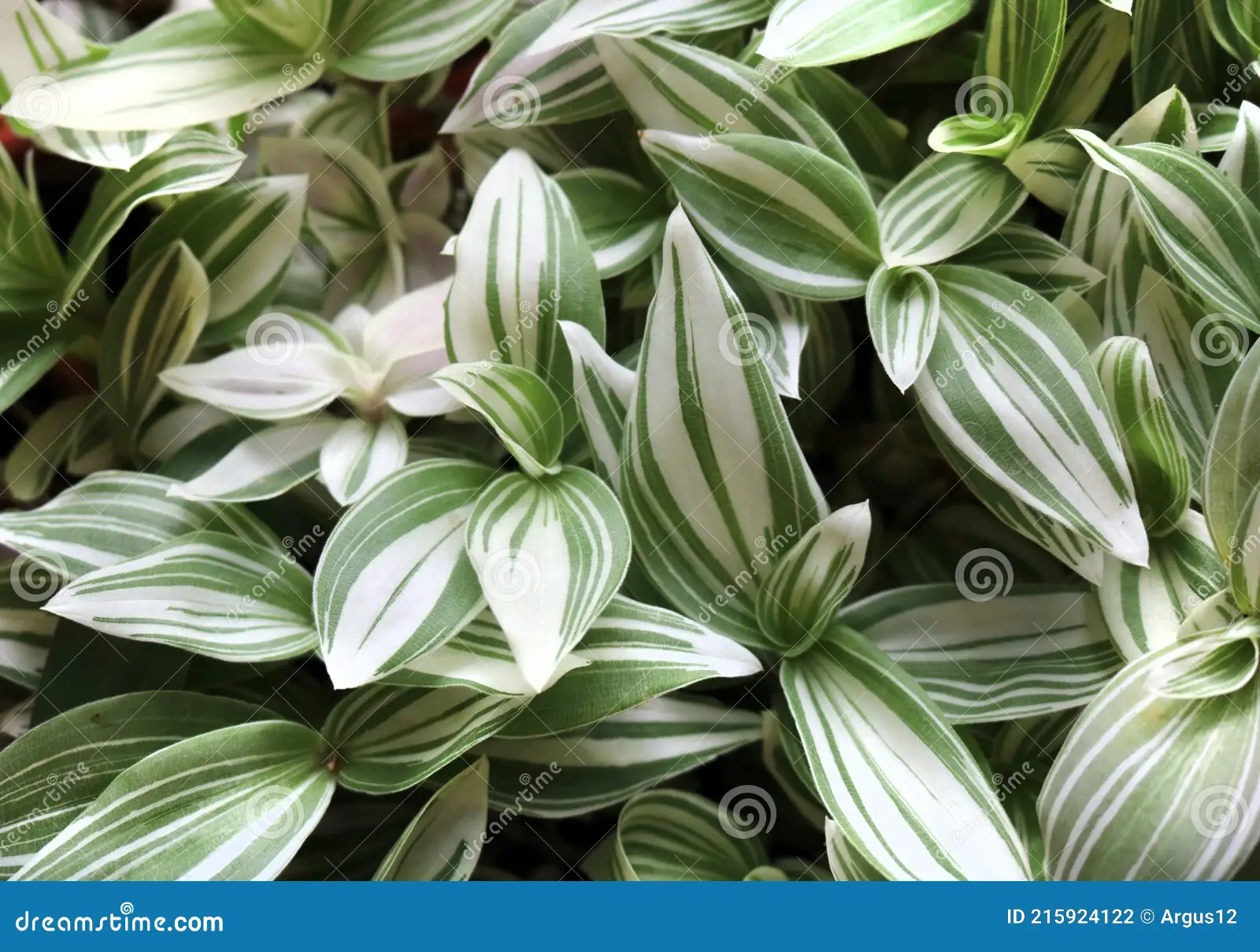 tradescantia-de-folga-branca-é-uma-planta-comum-popular-215924122