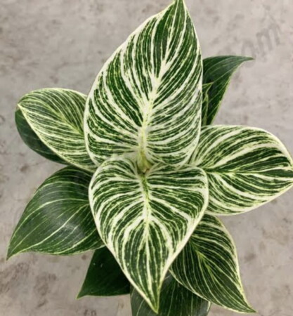 plantas-exoticas-philodendron-birkin--p-1630959422766