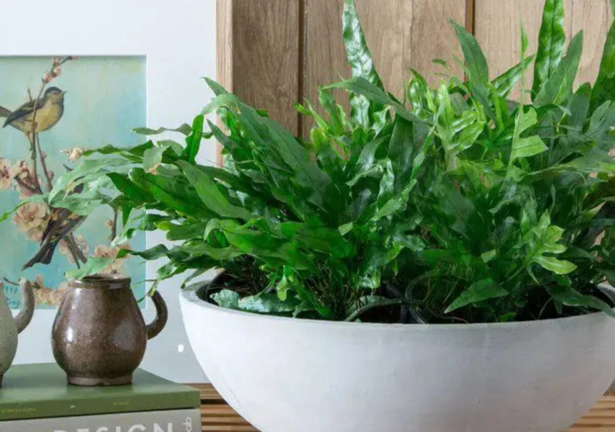 samambaia-jamaica-3-1200x844