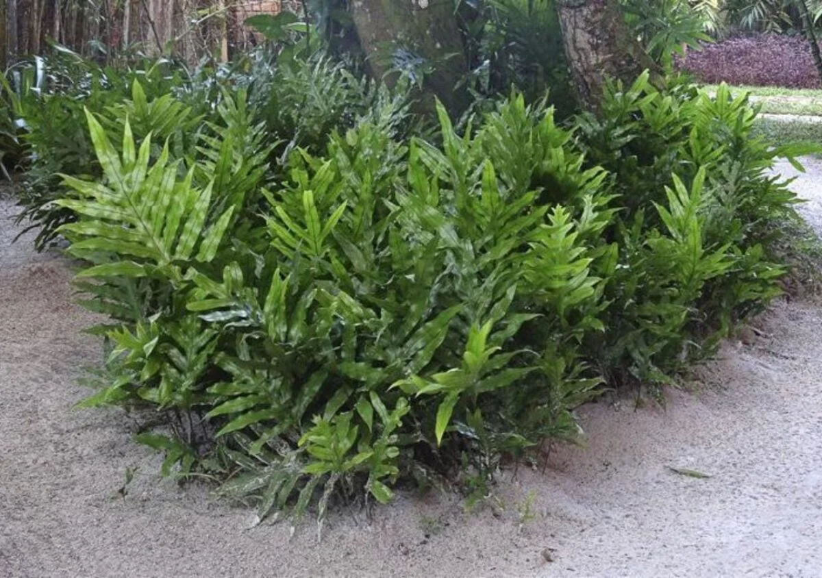 samambaia-jamaica-7-1200x844