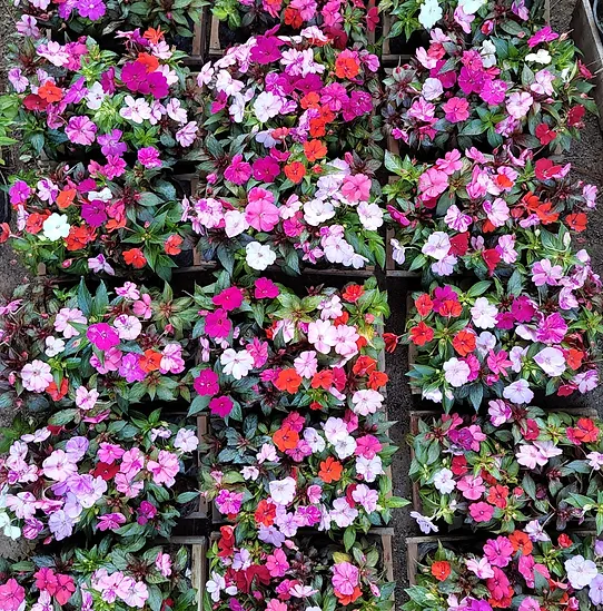 1da931_d06e521f94ed442f820e0277a21f641d~mv2