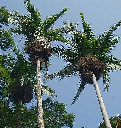 400px-Bentinckia_nicobarica00