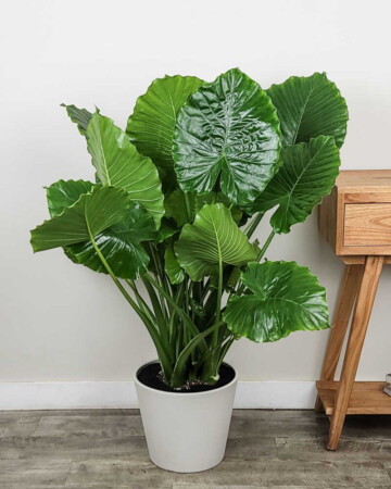 Alocasia-California-3G-800x1000