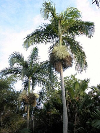 ARECACEAE Bentinckia nicobarica; Cultivated