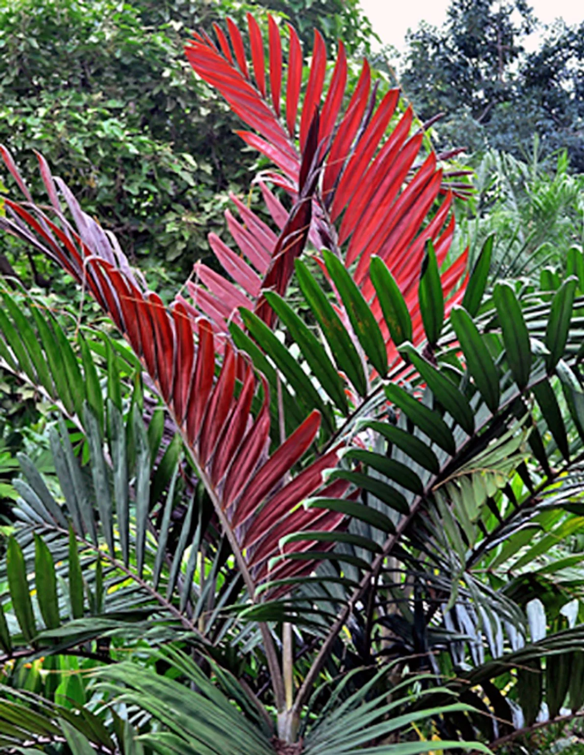 Chambeyroniamacrocarpa_FlameThrowerPalmTreeLGFLet_sGrowFloridaRedLeaf_1193x