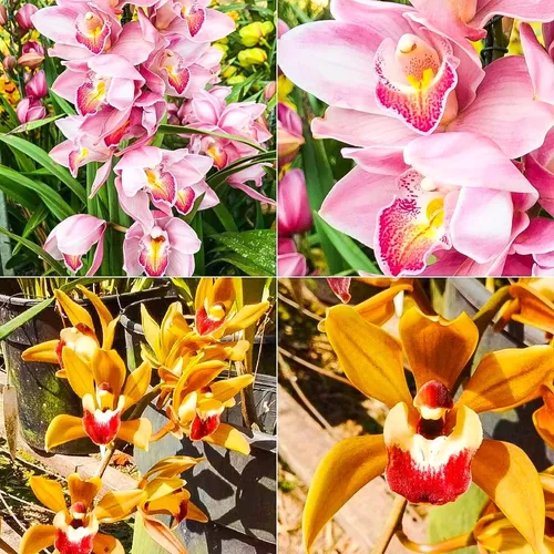 D_NQ_NP_795732-MLB28177331336_092018-O