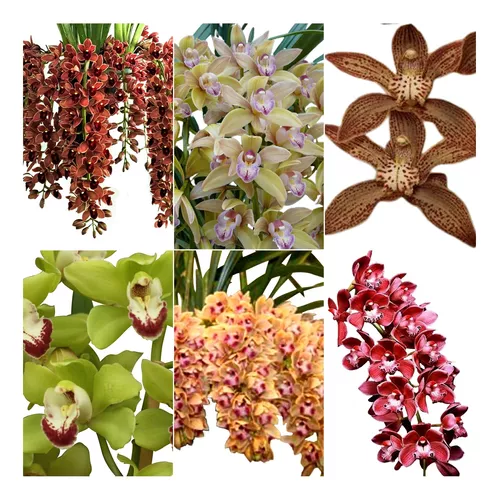 D_NQ_NP_855529-MLB75551834114_042024-O