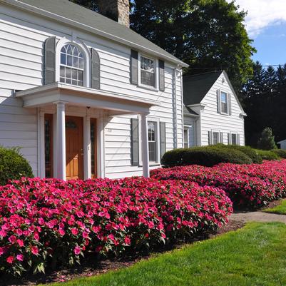 sunpatiens-forracao-02