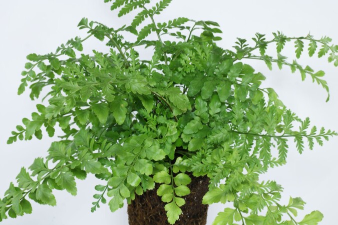 Asplenium-dimorphum-Parvati