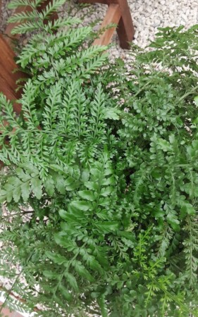 d41bcdd6340543d5943fe8f698ef4267f3b58428