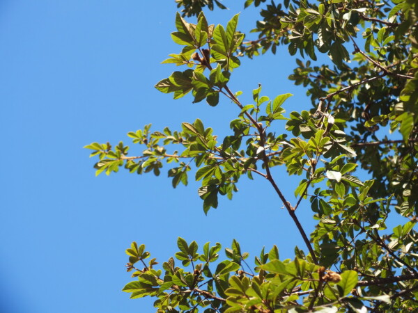 ipc3aa-amarelo-tabebuia-umbellata