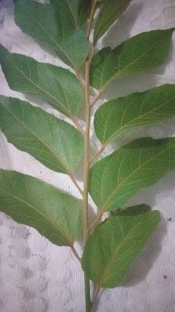 Folhas_da_Guazuma_ulmifolia